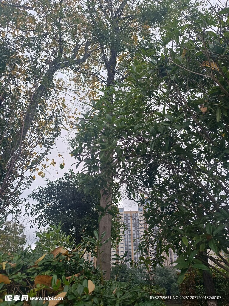 雾中葱郁树木景观