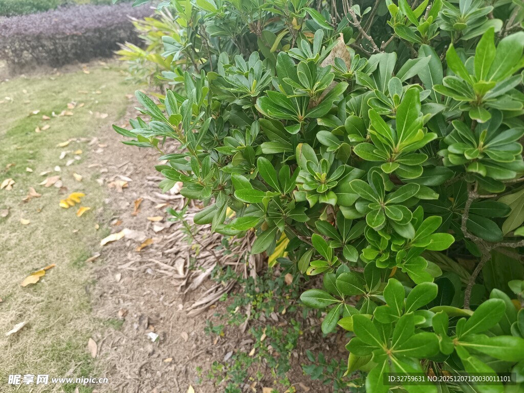 绿叶植物与周边草地景象