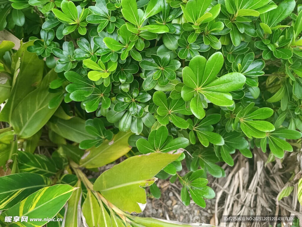 翠绿繁茂的绿植景观