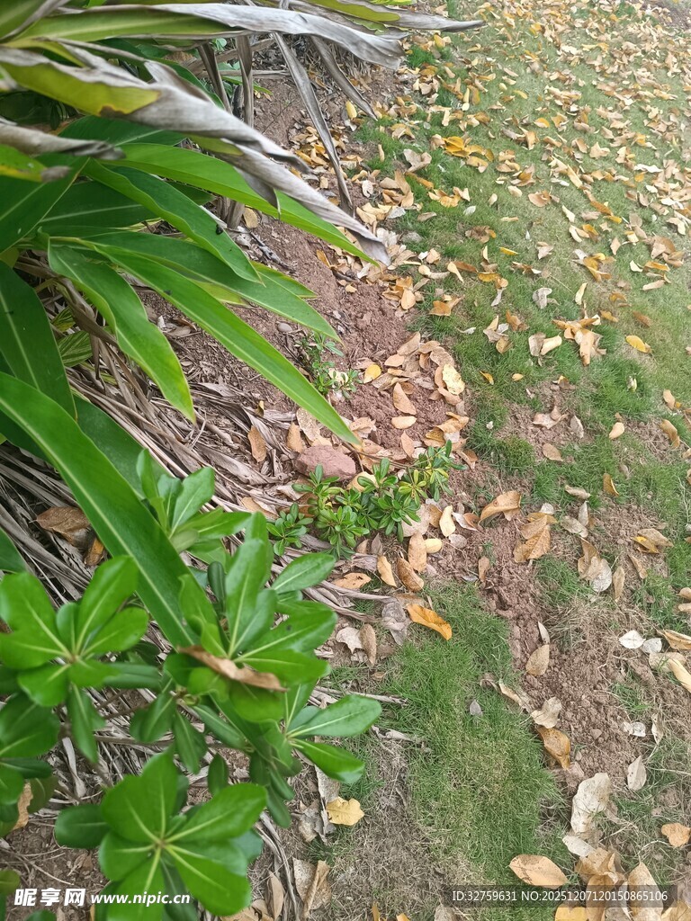 草地旁的绿植与散落枯叶