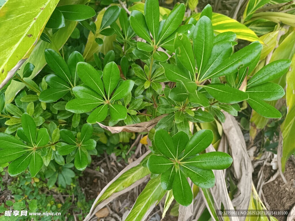 绿叶繁茂的植物景观