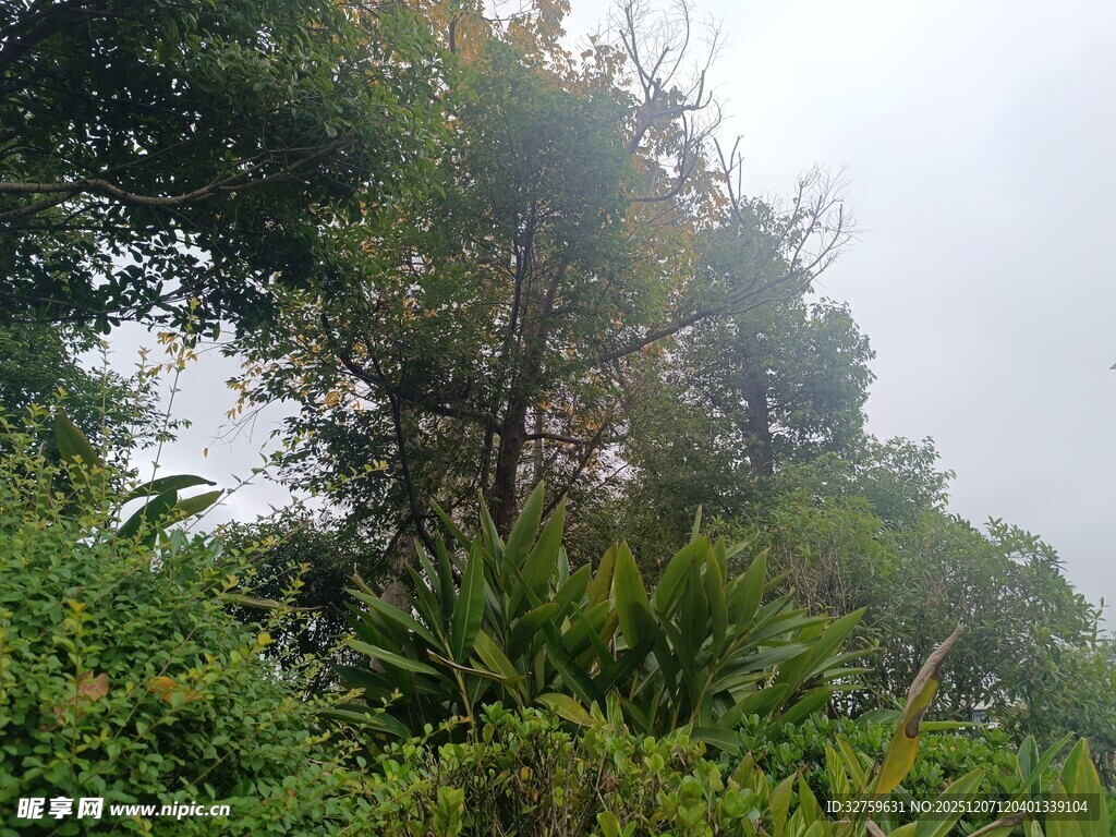 茂密丛林中的葱郁树木