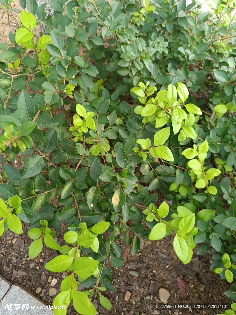 绿叶繁茂的灌木丛
