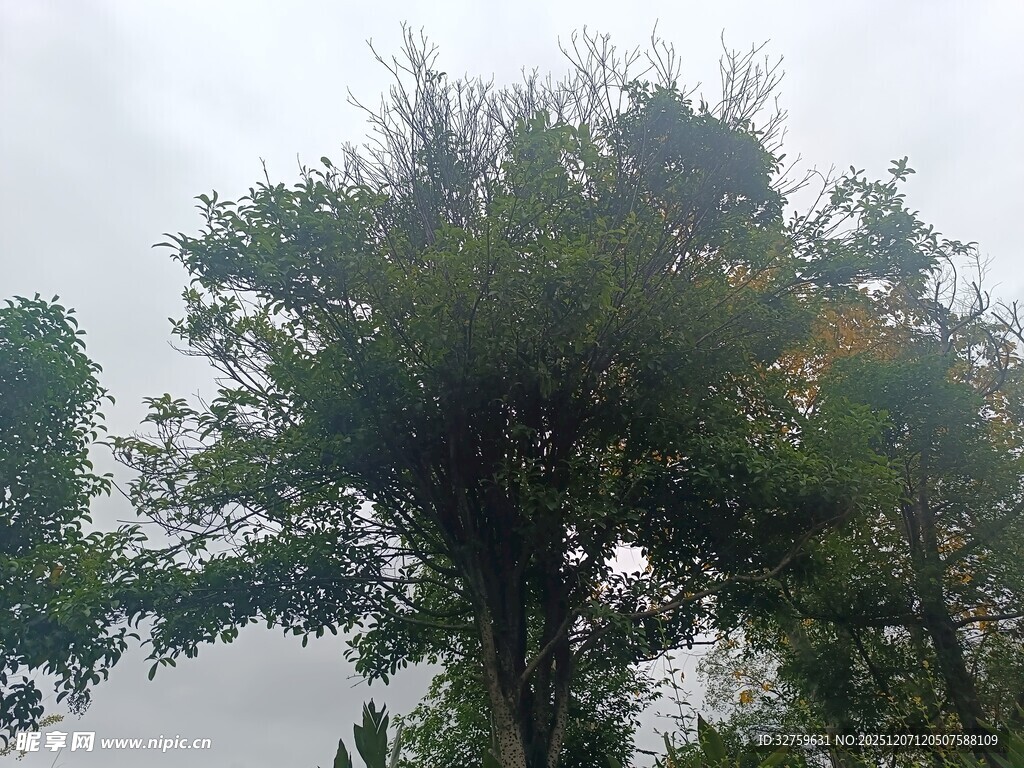 茂密树林中的高大树木