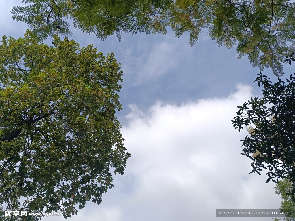 仰望树冠与蓝天白云