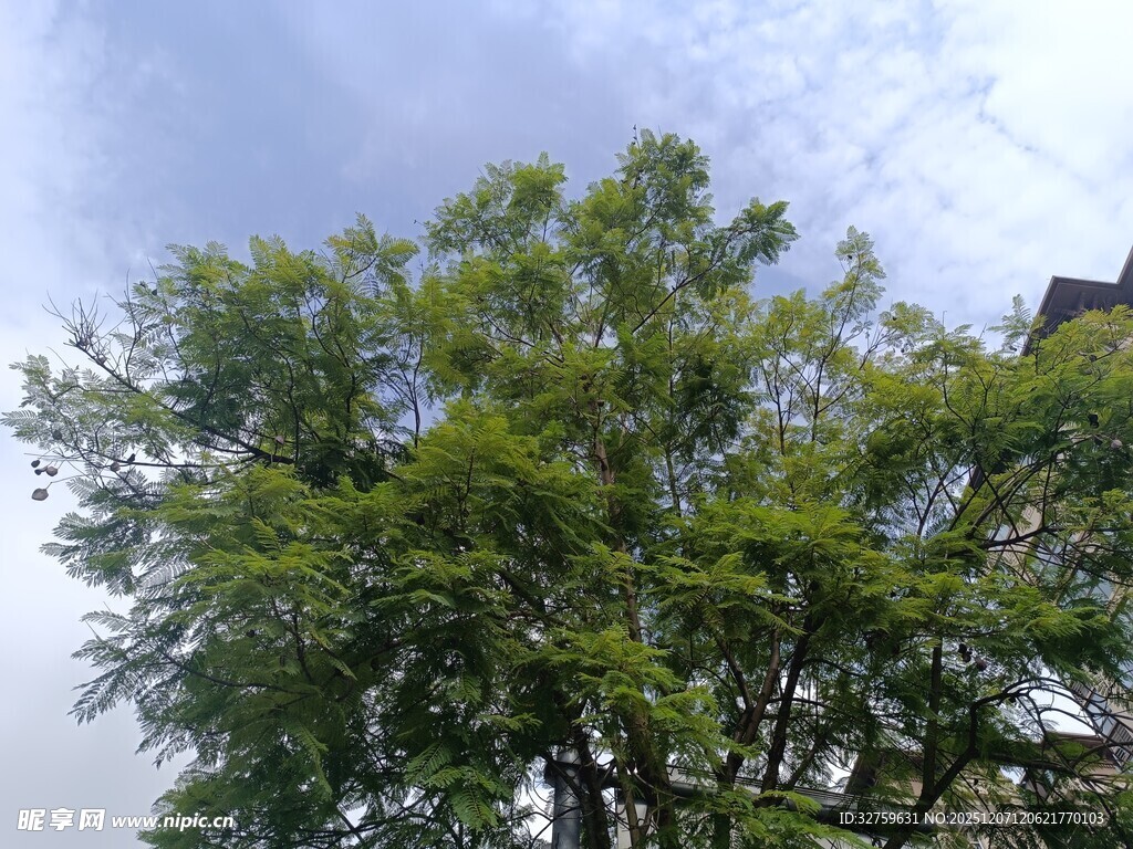 蓝天绿树风景图