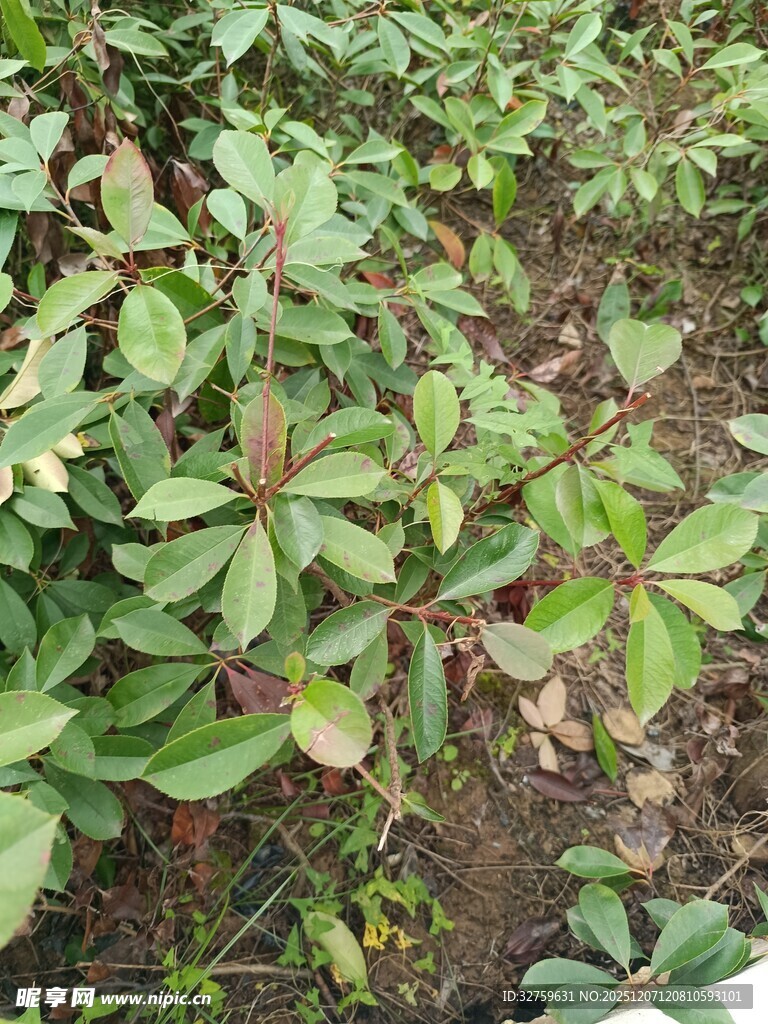 野外绿色植物景观