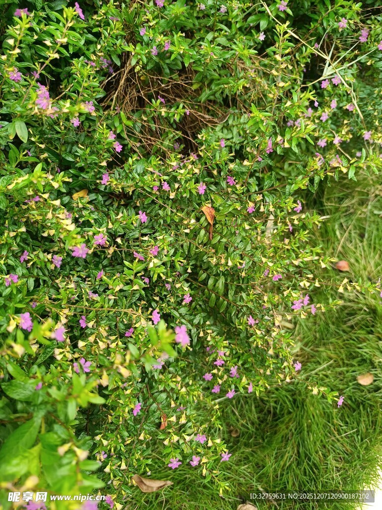 繁茂绿植中的多彩小花