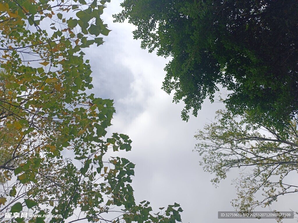 仰视树冠与天空景象