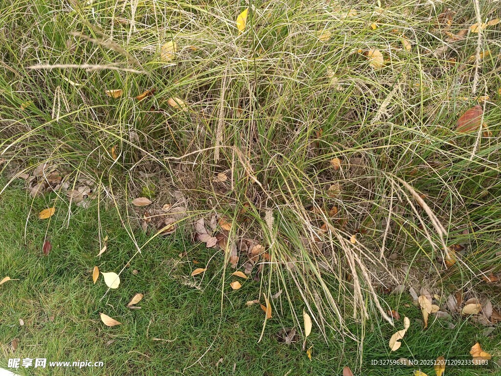 草丛中的黄色小花