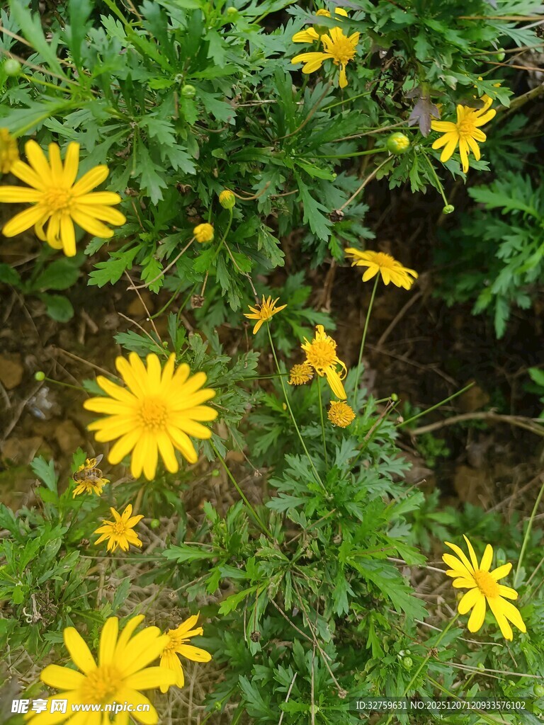 绽放的黄色小野花