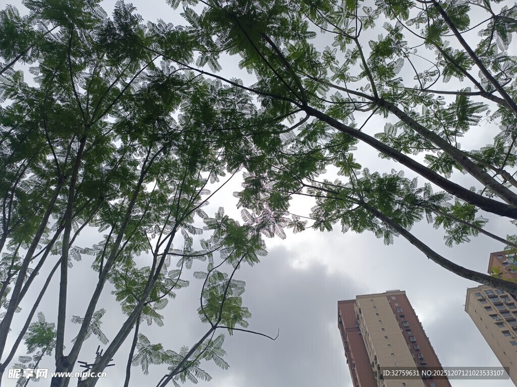 仰视城市中的绿树高楼