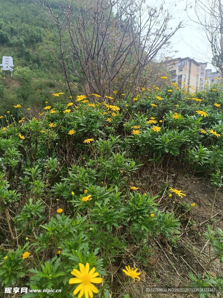 山坡上绽放的黄色野花