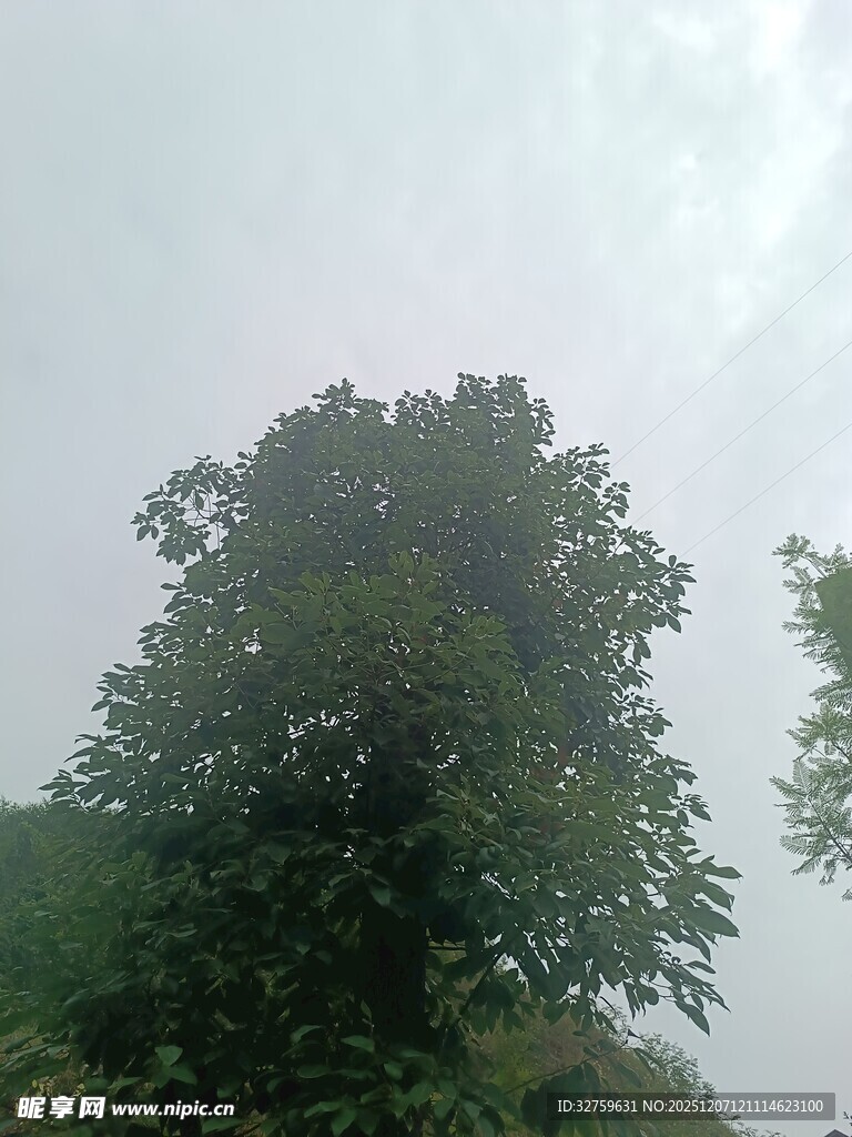 高大树木在朦胧天色下