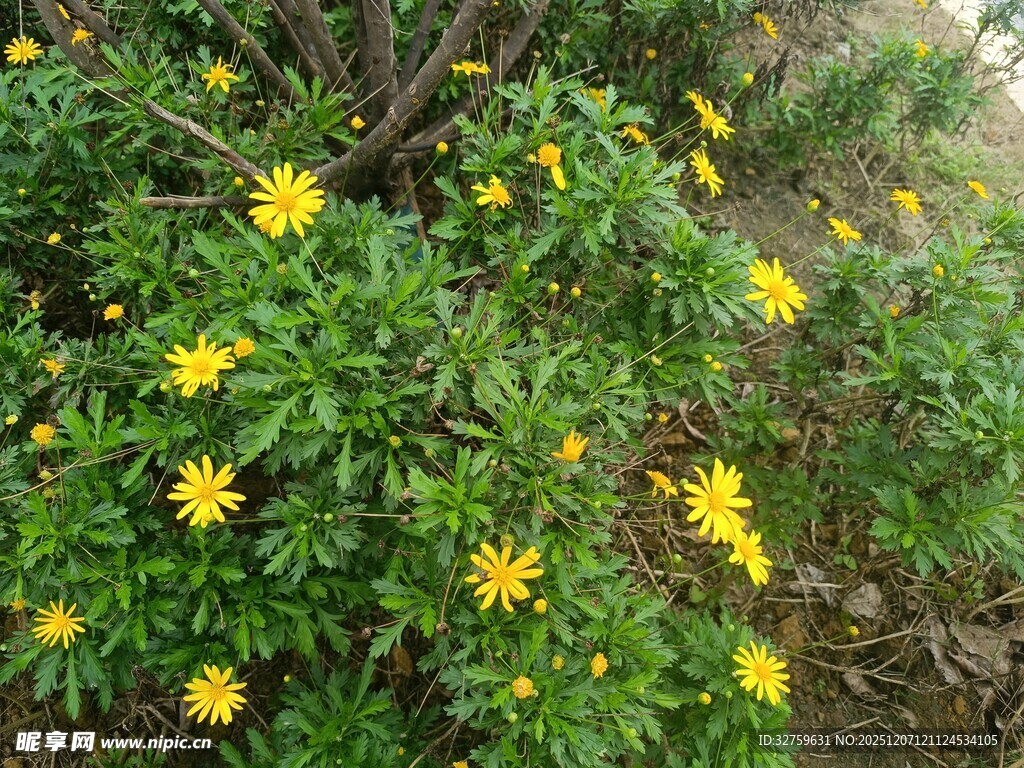 黄色小花绽放于绿叶间