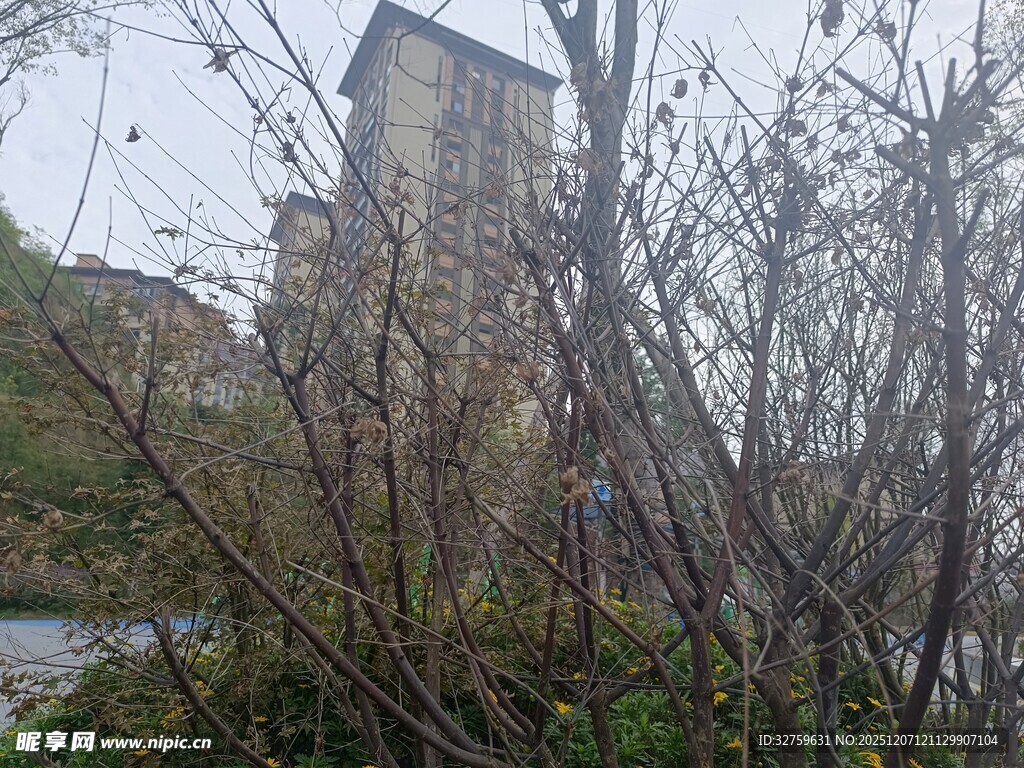 古老建筑隐于繁茂草木间