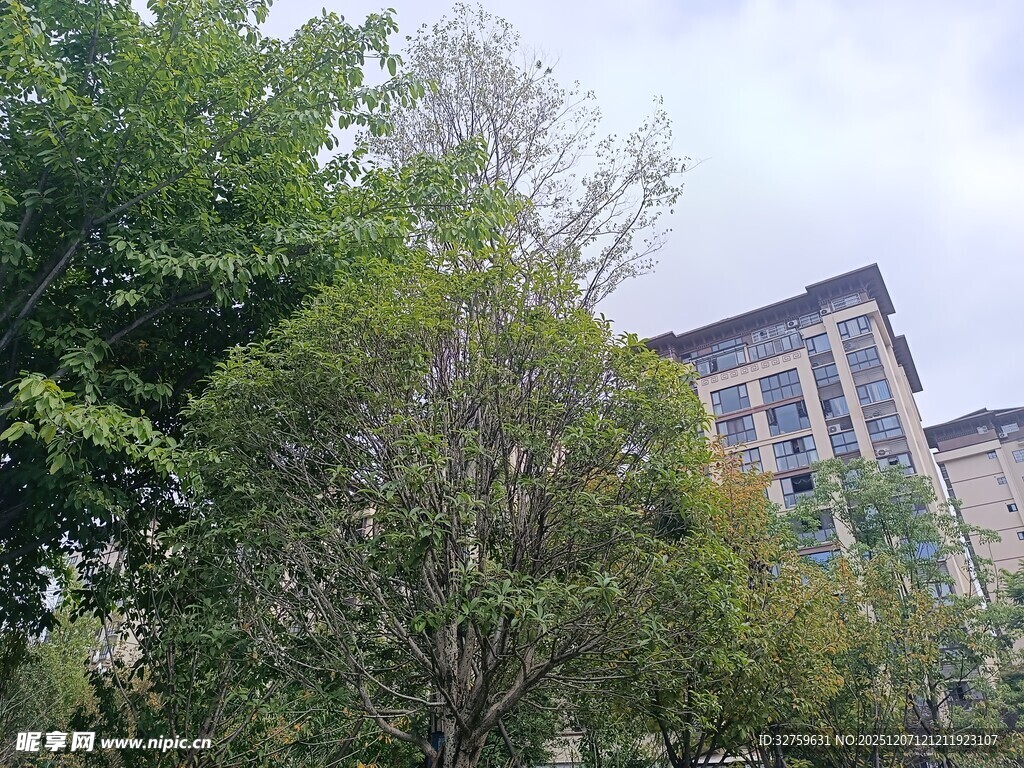 绿树掩映下的现代建筑