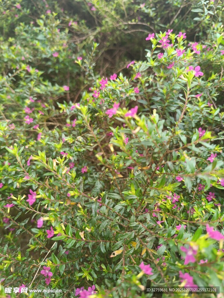 繁茂花丛中的艳丽紫花
