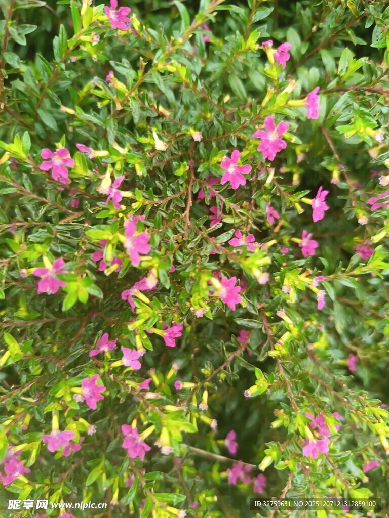 绿叶丛中的粉色小花