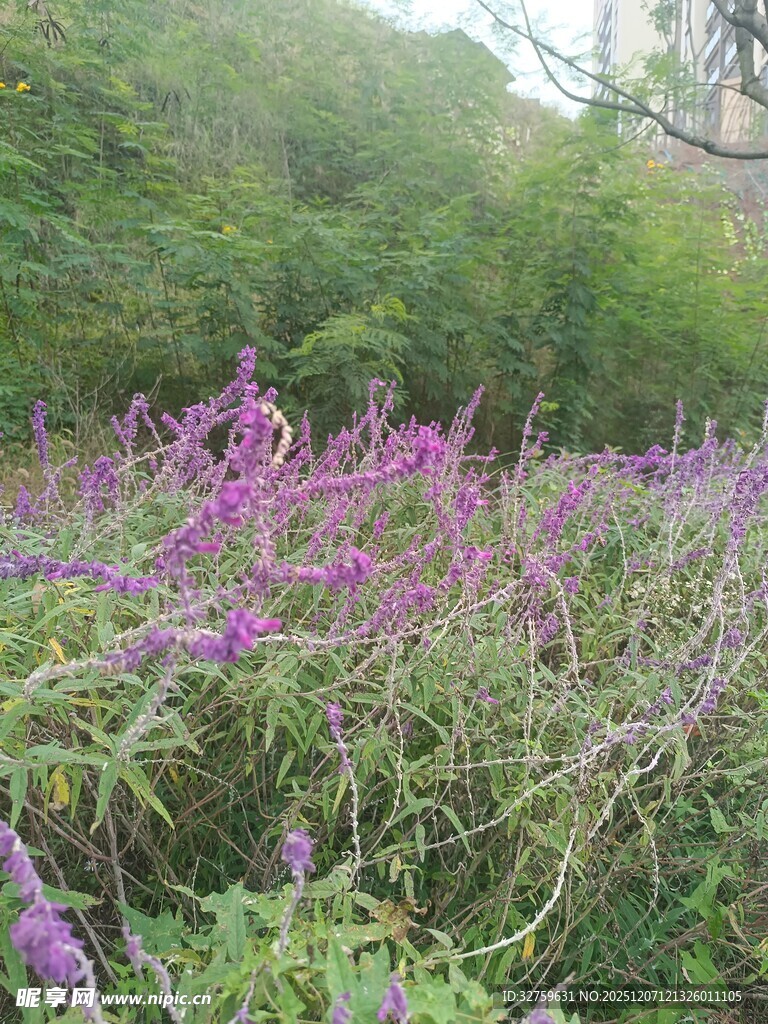紫色野花绽放于林间