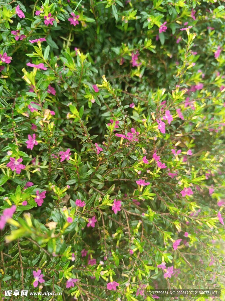 绿叶丛中绽放的粉色小花