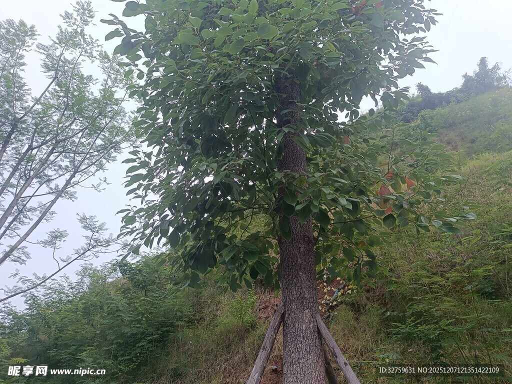 山间小径旁的葱郁树木
