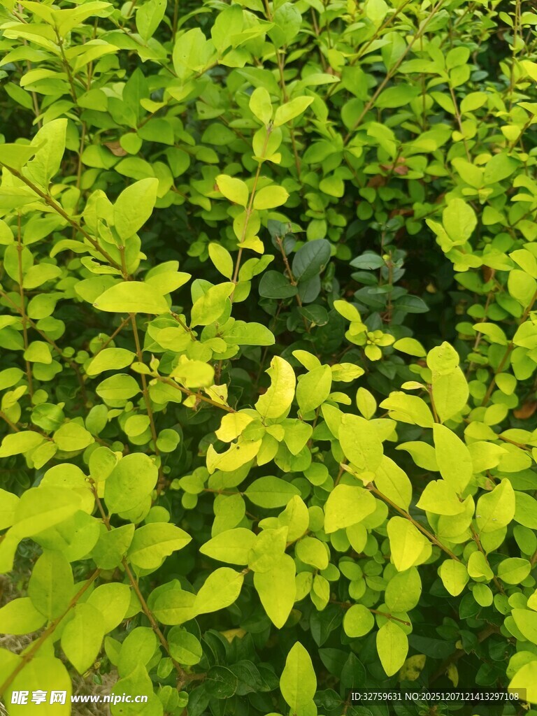 翠绿繁茂的植物叶片