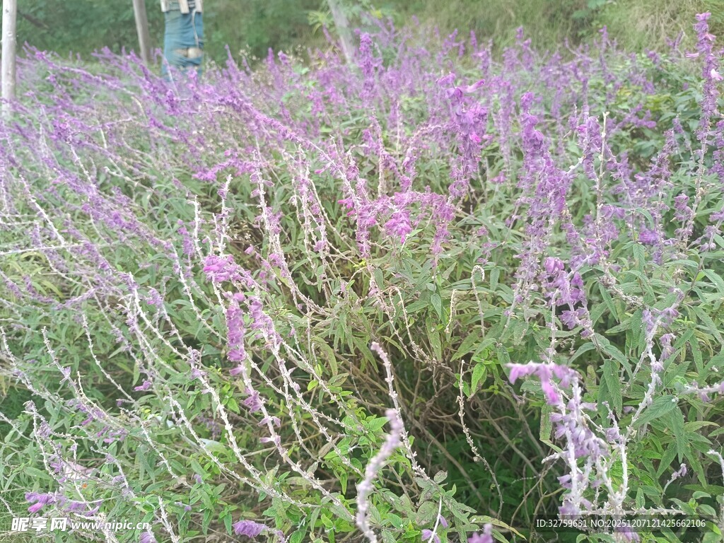 紫色薰衣草花田美景
