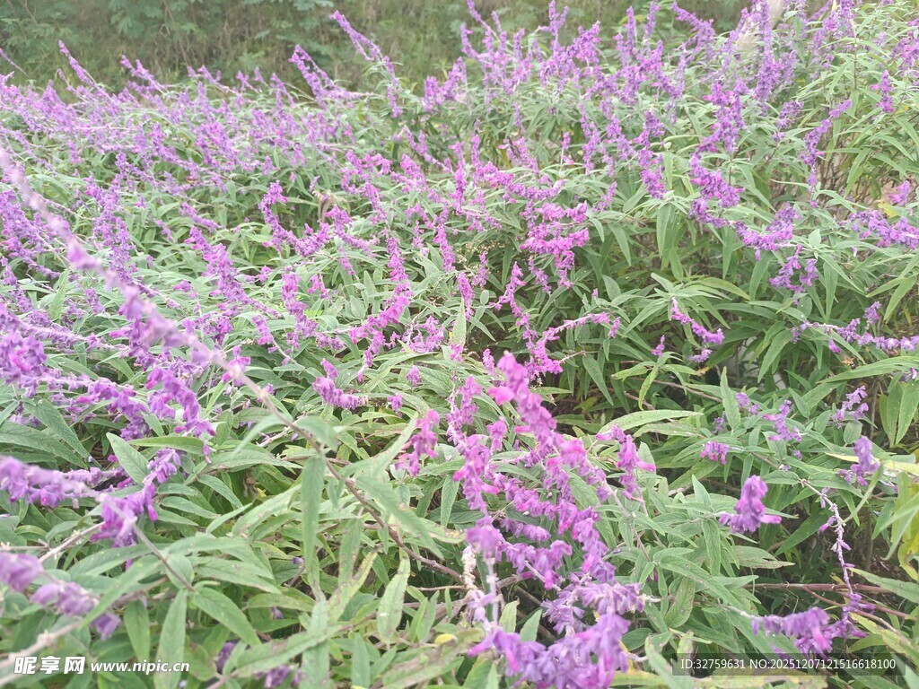 紫色鼠尾草花田美景
