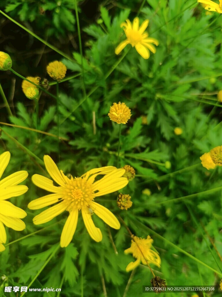 黄色小花绽放于绿叶间