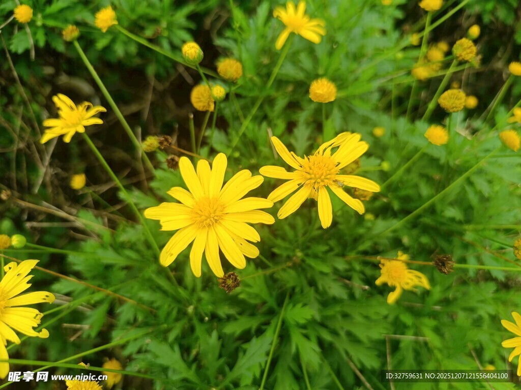 黄色小花绽放于绿叶间