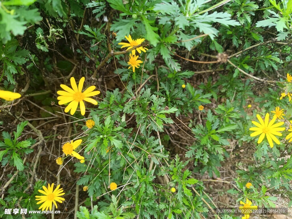 草丛中的黄色小花