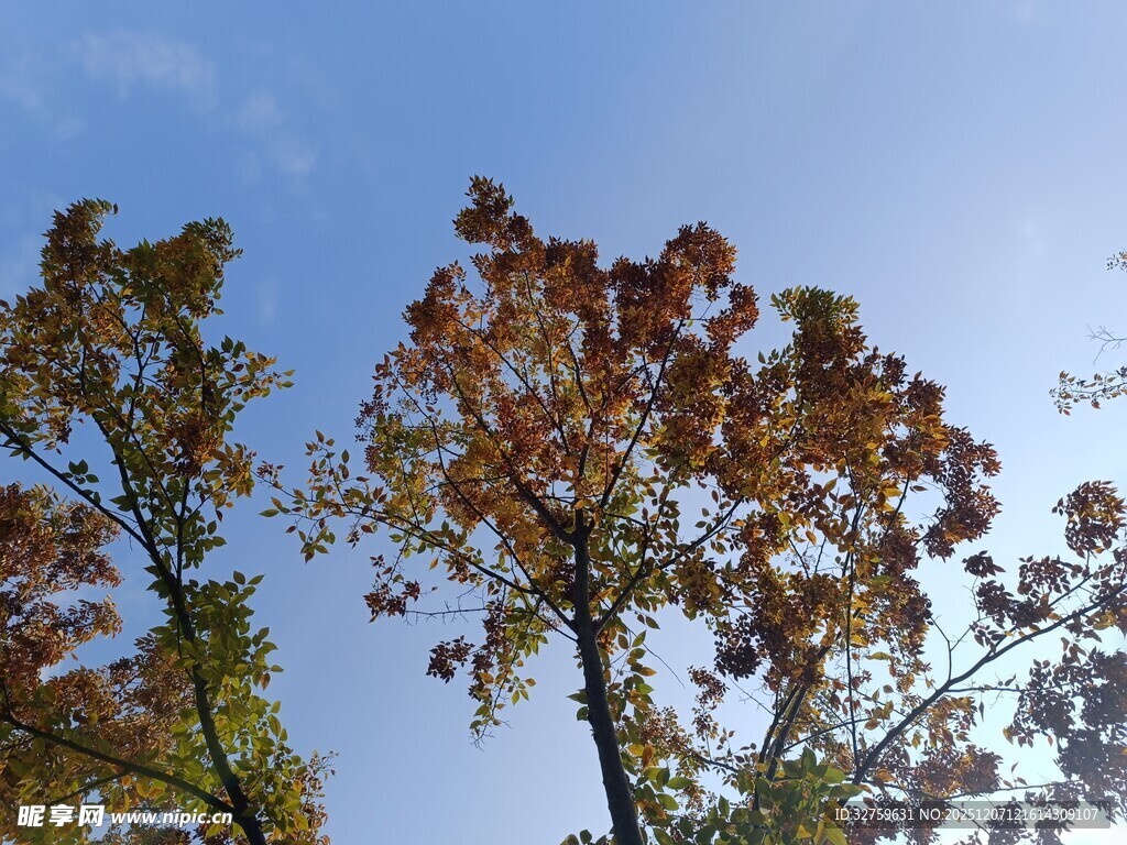 秋日树梢上的斑斓色彩