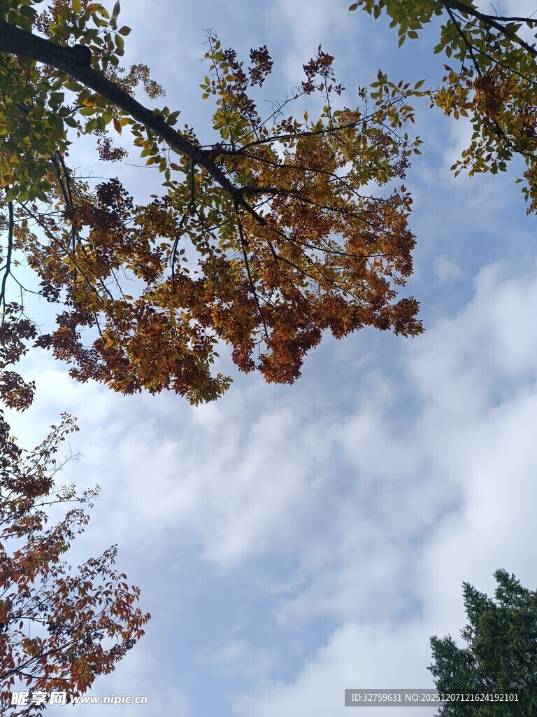 秋日树梢与蓝天白云