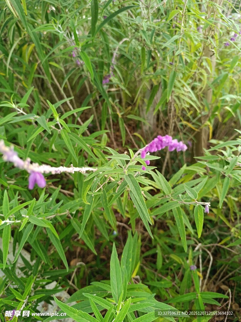 草丛中的紫色小花