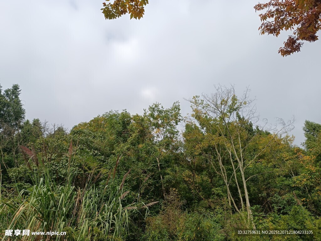 秋日葱郁树林景观