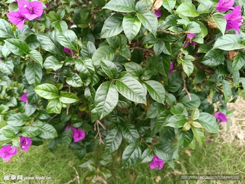 绽放的紫花与绿叶