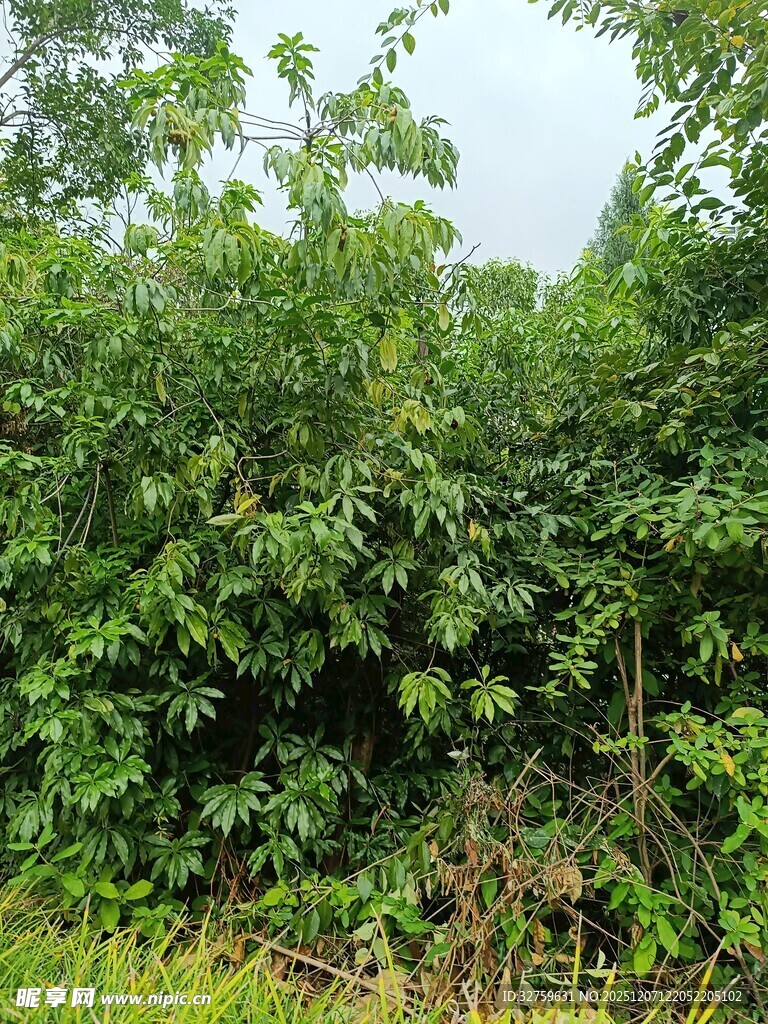 茂密绿植景观