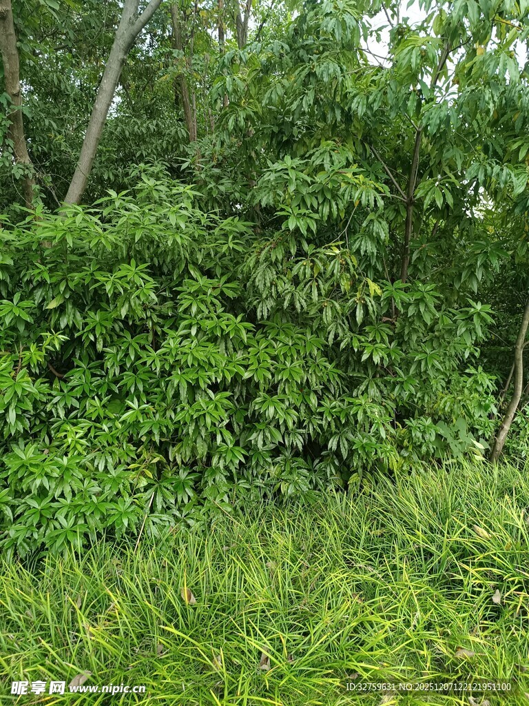 茂密丛林绿意盎然