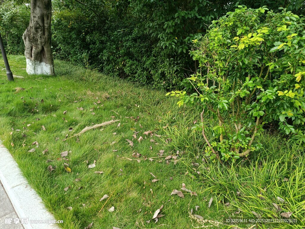 路边绿意盎然的草地与灌木