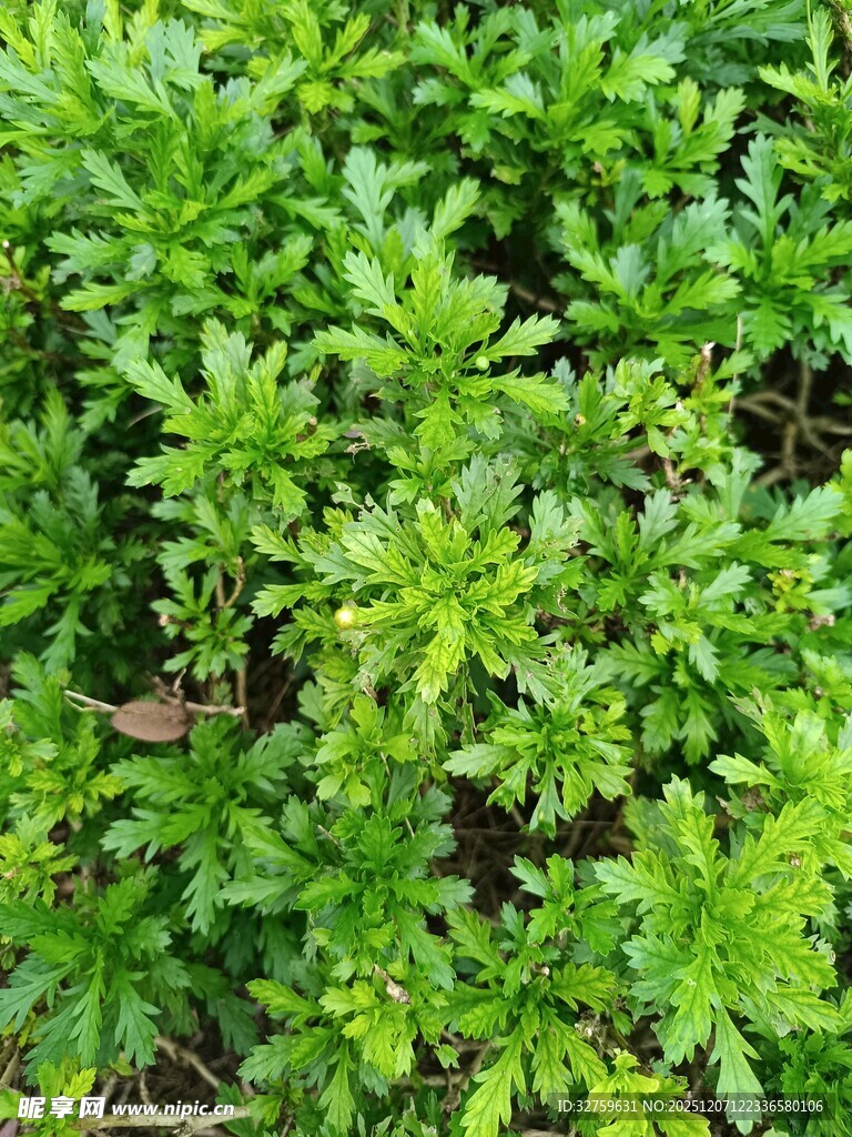 翠绿繁茂的植物景观