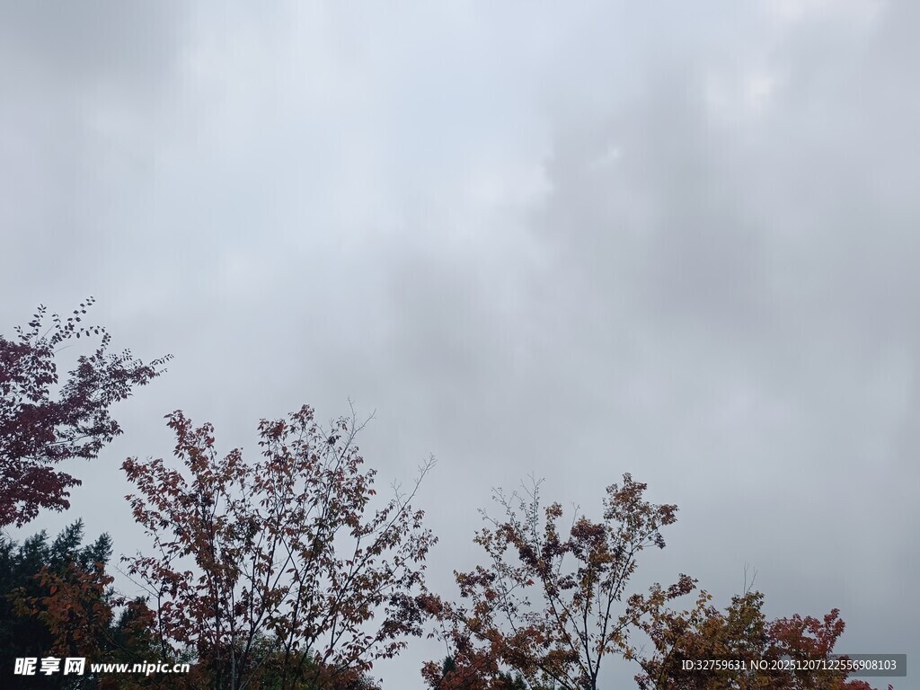 阴天中的多彩树木