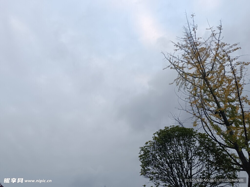 阴天中的树木