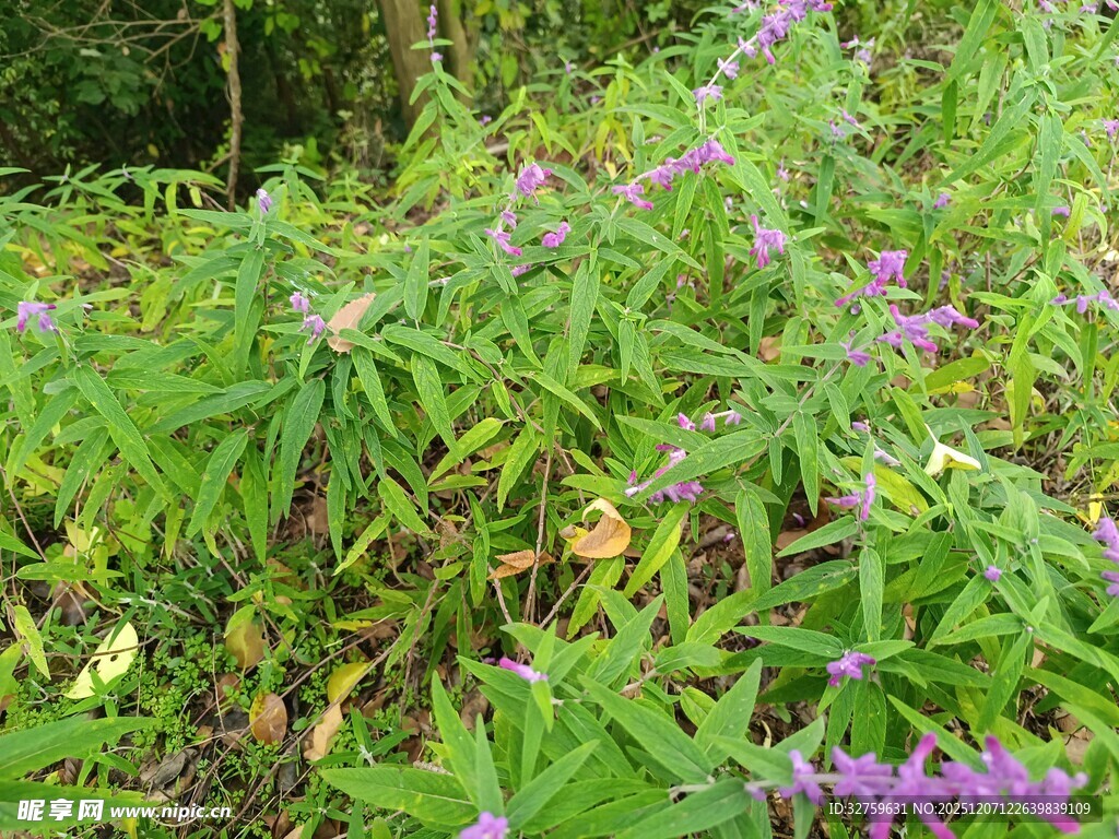 繁茂绿植间的紫色花卉