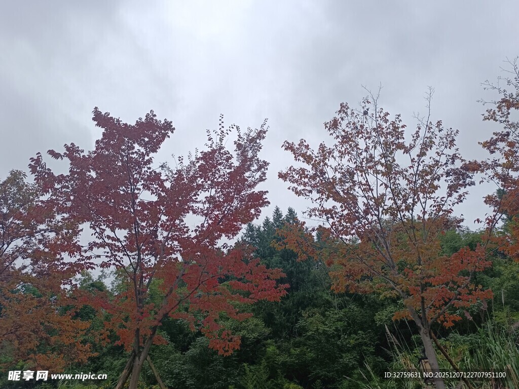 秋日红叶树木景观