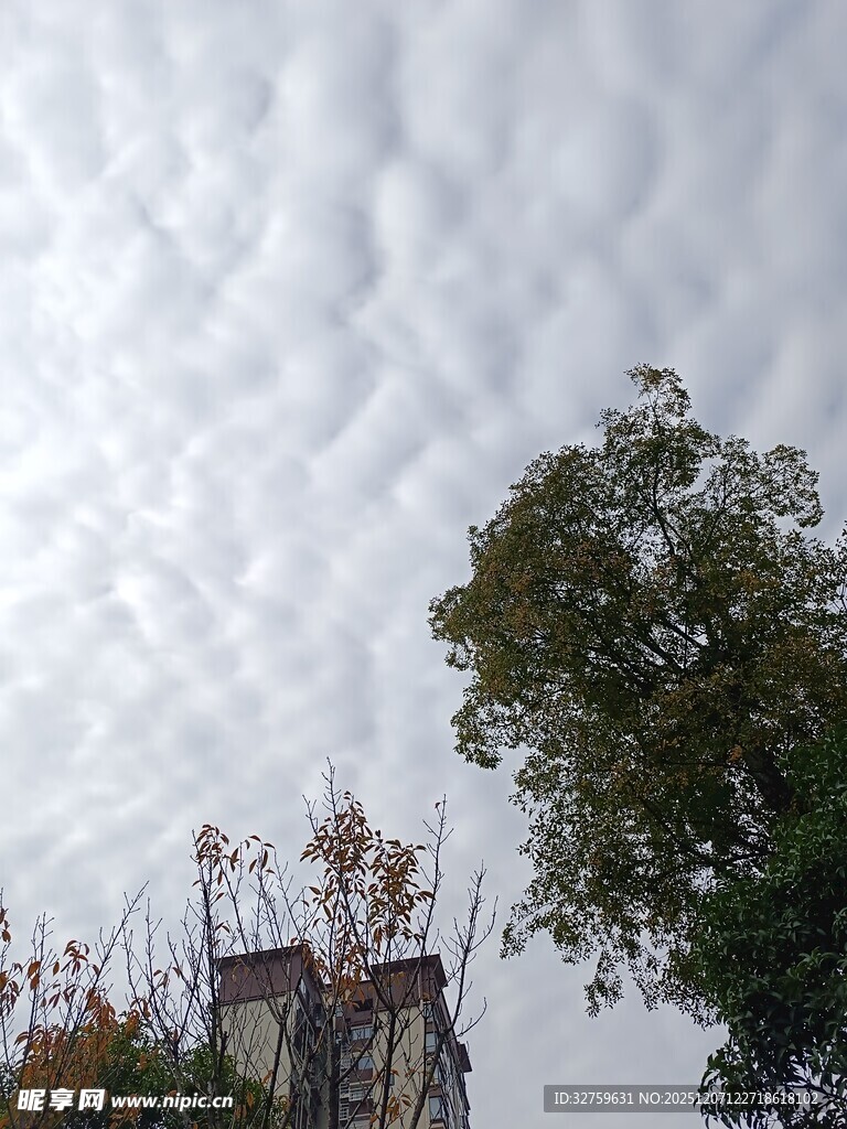 天空中云层与树木景象