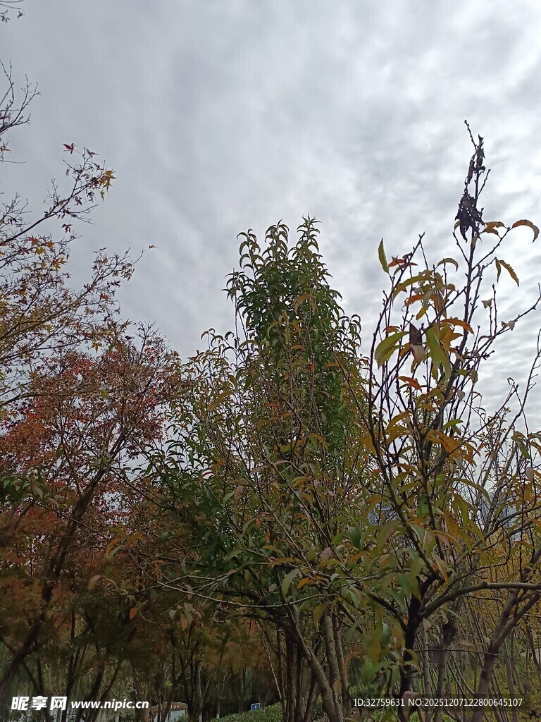 枝头小鸟与多彩树木