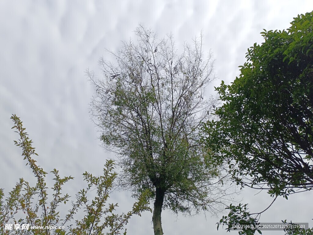 天空下的绿树与稀疏树木