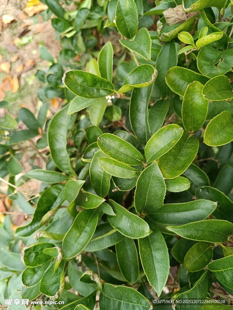 翠绿繁茂的绿色植物