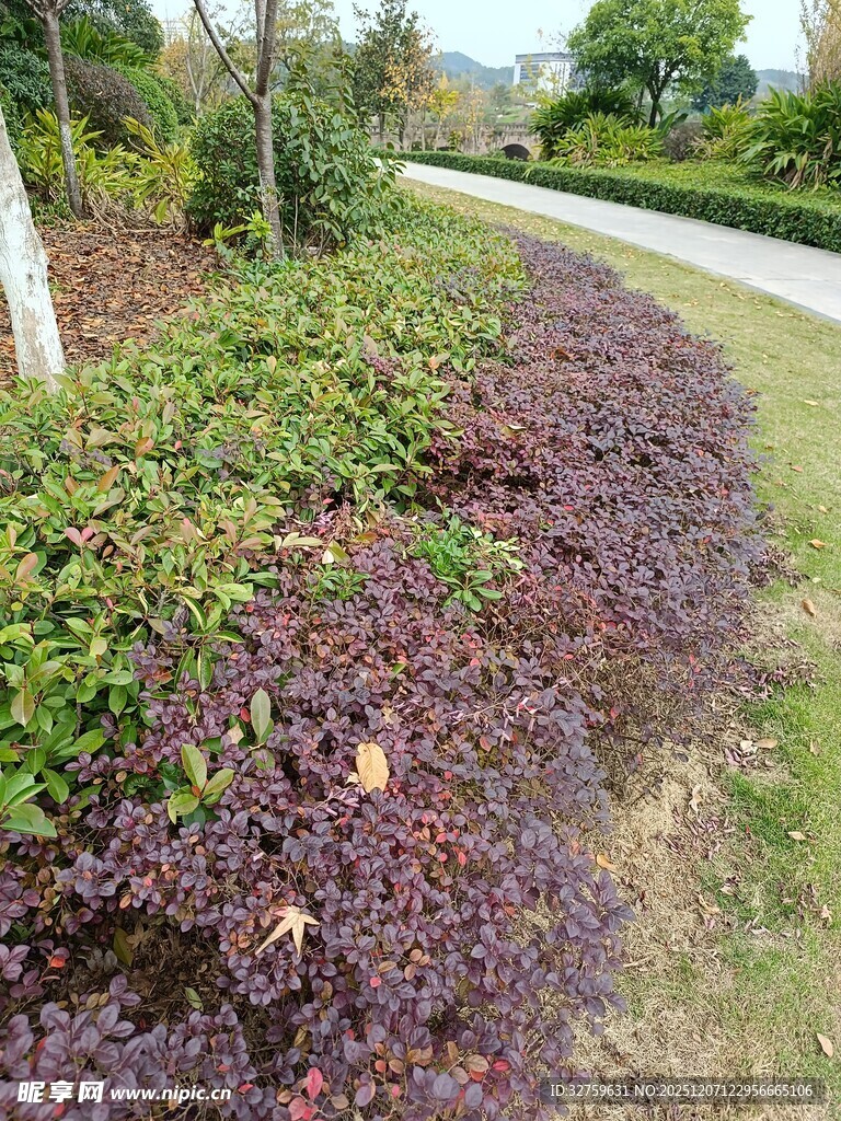 路边多彩植物景观